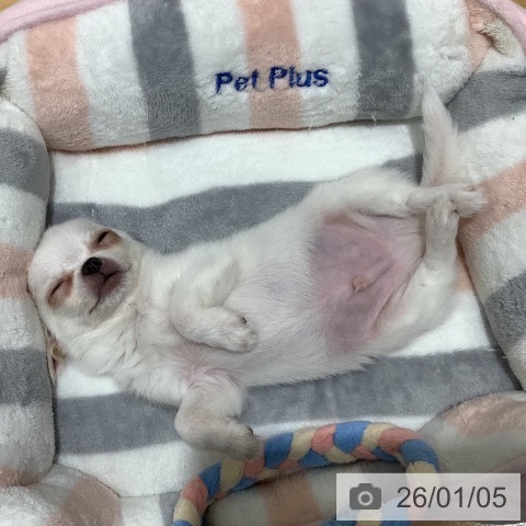 山梨県のチワワ(ロング) (ペットプラス 甲府昭和店/2025年10月30日生まれ/男の子/ホワイトクリーム)の子犬の4枚目の画像