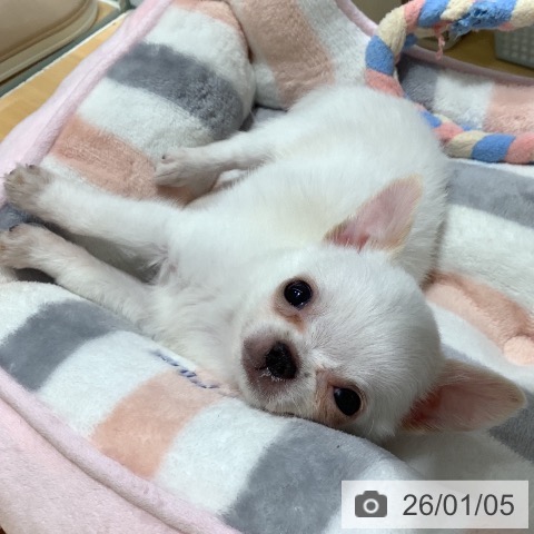 山梨県のチワワ(ロング) (ペットプラス 甲府昭和店/2025年10月30日生まれ/男の子/ホワイトクリーム)の子犬の3枚目の画像