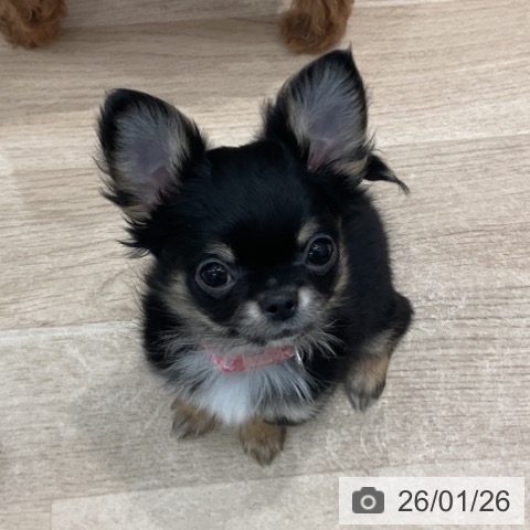 群馬県のチワワ(ロング) (ペットプラス イオンモール太田店/2025年10月30日生まれ/女の子/ブラックタンホワイト)の子犬の3枚目の画像