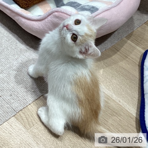 マンチカンの写真