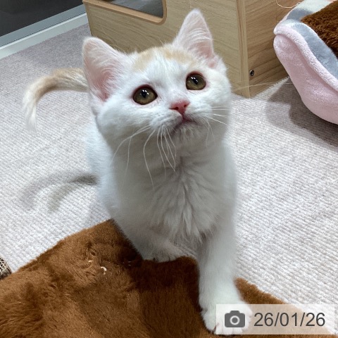 マンチカンの写真