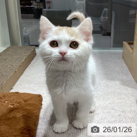 千葉県のマンチカン (ペットプラス 木更津店/2025年10月25日生まれ/男の子/クリームタビーホワイト)の子猫の4枚目の画像