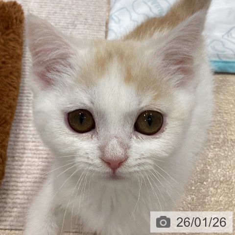 千葉県のマンチカン (ペットプラス 木更津店/2025年10月25日生まれ/男の子/クリームタビーホワイト)の子猫の3枚目の画像