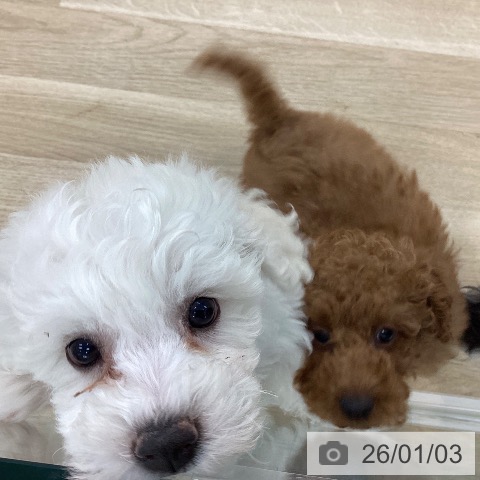 山梨県のビションフリーゼ (ペットプラス 甲府国母店/2025年10月29日生まれ/女の子/ホワイト)の子犬の3枚目の画像