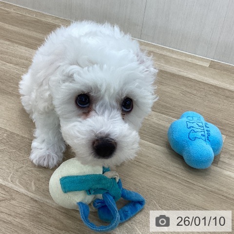 山梨県のビションフリーゼ (ペットプラス 甲府国母店/2025年10月29日生まれ/女の子/ホワイト)の子犬の4枚目の画像