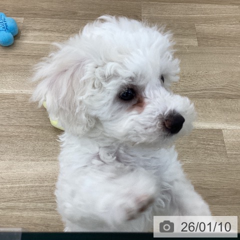 山梨県のビションフリーゼ (ペットプラス 甲府国母店/2025年10月29日生まれ/女の子/ホワイト)の子犬の3枚目の画像