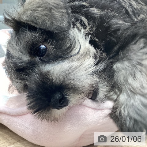 神奈川県のミニチュアシュナウザー (ペットプラス 座間店/2025年10月30日生まれ/男の子/ソルトペッパー)の子犬の3枚目の画像