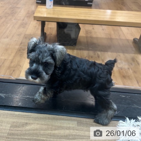 東京都のミニチュアシュナウザー (ペッツワン 青梅インター店/2025年10月30日生まれ/男の子/ソルトペッパー)の子犬の3枚目の画像