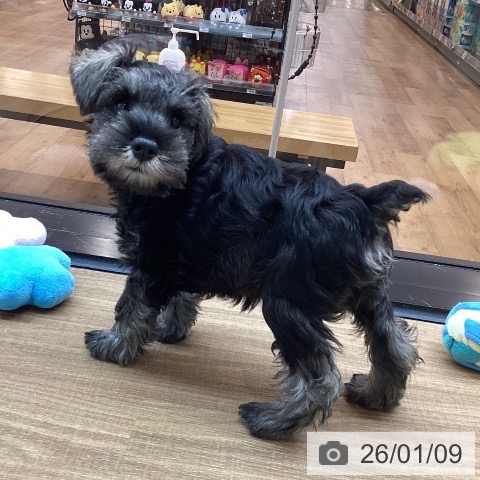 ミニチュア・シュナウザーの写真