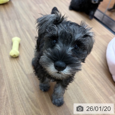 ミニチュア・シュナウザーの写真