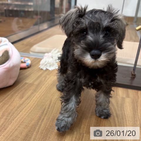 ミニチュア・シュナウザーの写真