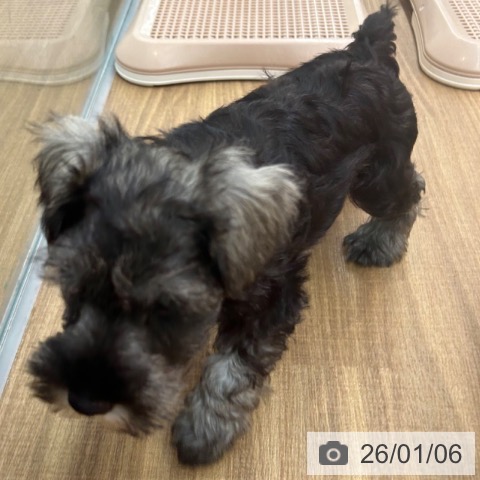 ミニチュア・シュナウザーの写真