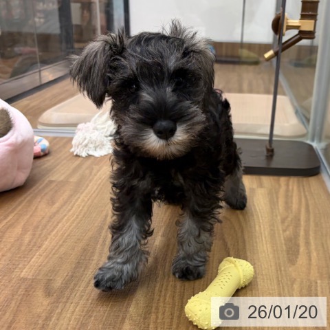 ミニチュア・シュナウザーの写真