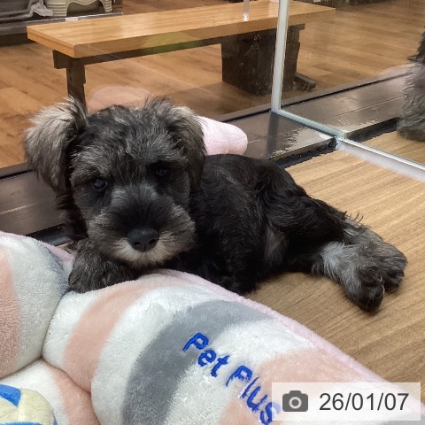 東京都のミニチュアシュナウザー (ペッツワン 青梅インター店/2025年10月30日生まれ/男の子/ソルトペッパー)の子犬の4枚目の画像