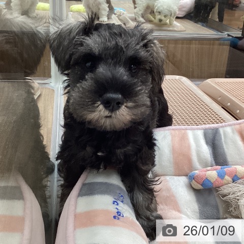 東京都のミニチュアシュナウザー (ペッツワン 青梅インター店/2025年10月30日生まれ/男の子/ソルトペッパー)の子犬の3枚目の画像