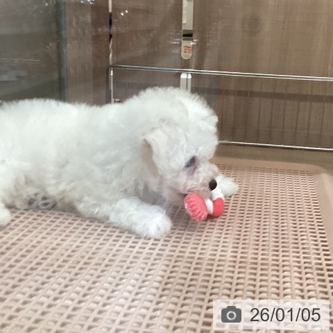神奈川県のビションフリーゼ (ペッツワン 横須賀久里浜店/2025年10月30日生まれ/男の子/ホワイト)の子犬の4枚目の画像