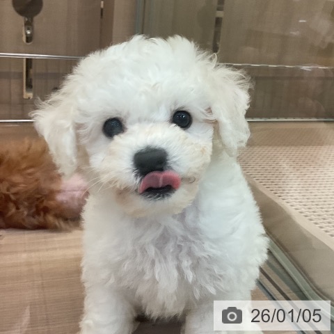 神奈川県のビションフリーゼ (ペッツワン 横須賀久里浜店/2025年10月30日生まれ/男の子/ホワイト)の子犬の3枚目の画像