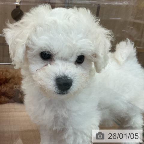 神奈川県のビションフリーゼ (ペッツワン 横須賀久里浜店/2025年10月30日生まれ/男の子/ホワイト)の子犬の3枚目の画像