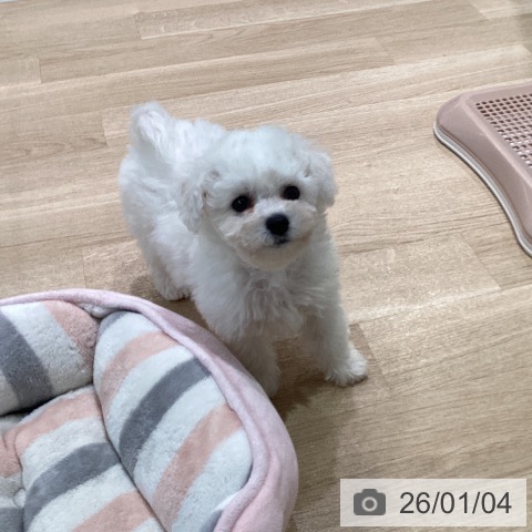 ビション・フリーゼの写真