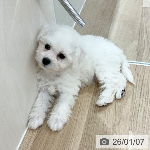 ビション・フリーゼの写真