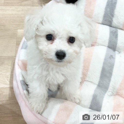 ビション・フリーゼの写真