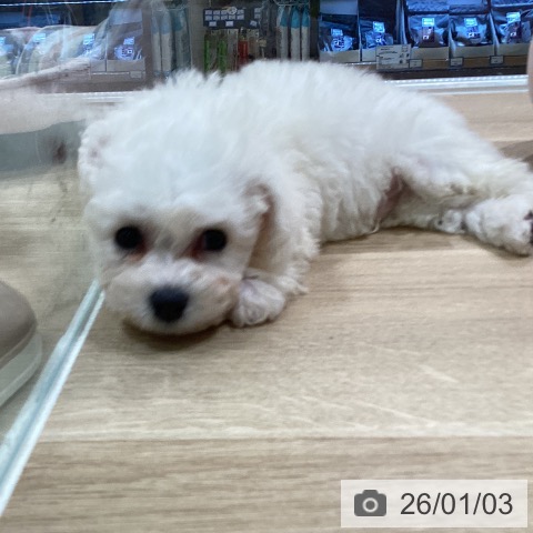 神奈川県のビションフリーゼ (ペットプラス ゆめが丘ソラトス店/2025年10月30日生まれ/男の子/ホワイト)の子犬の4枚目の画像