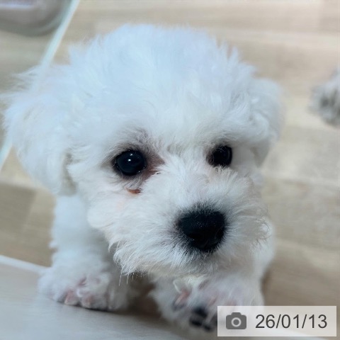 ビション・フリーゼの写真