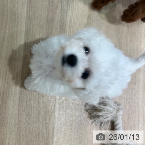 ビション・フリーゼの写真