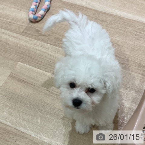 神奈川県のビションフリーゼ (ペットプラス ゆめが丘ソラトス店/2025年10月30日生まれ/男の子/ホワイト)の子犬の4枚目の画像