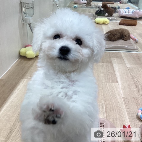 ビション・フリーゼの写真