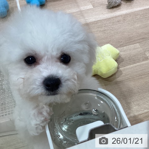 ビション・フリーゼの写真