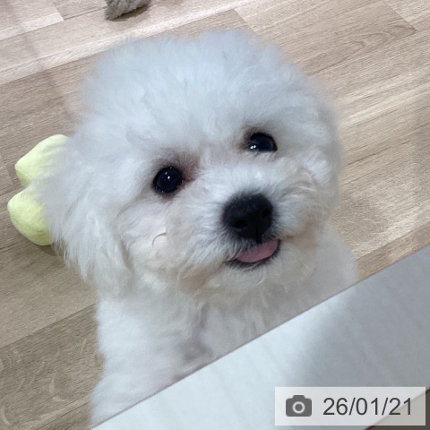 神奈川県のビションフリーゼ (ペットプラス ゆめが丘ソラトス店/2025年10月30日生まれ/男の子/ホワイト)の子犬の4枚目の画像