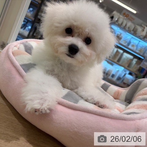 神奈川県のビションフリーゼ (ペットプラス ゆめが丘ソラトス店/2025年10月30日生まれ/男の子/ホワイト)の子犬の4枚目の画像