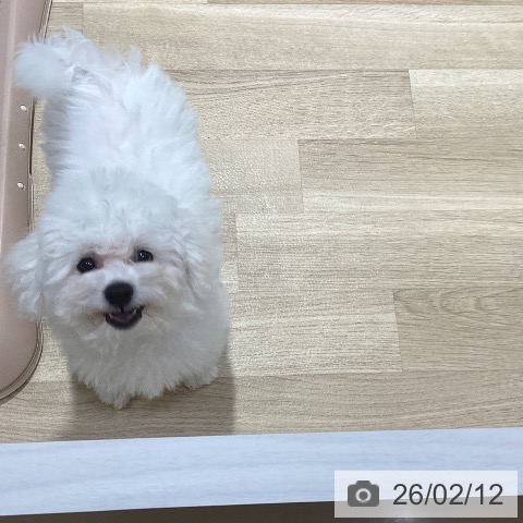 神奈川県のビションフリーゼ (ペットプラス ビアレ横浜店/2025年10月30日生まれ/男の子/ホワイト)の子犬の4枚目の画像