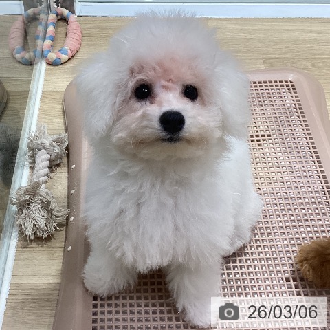 神奈川県のビションフリーゼ (ペットプラス ビアレ横浜店/2025年10月30日生まれ/男の子/ホワイト)の子犬の4枚目の画像