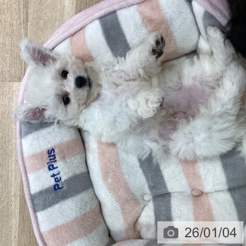 神奈川県のビションフリーゼ (ペットプラス ゆめが丘ソラトス店/2025年10月30日生まれ/男の子/ホワイト)の子犬の3枚目の画像