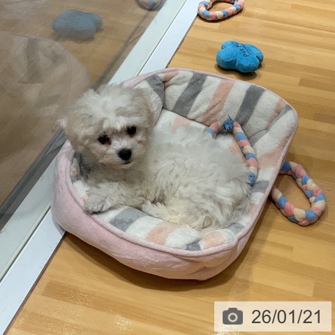 埼玉県のビションフリーゼ (ペットプラス 与野店/2025年10月30日生まれ/女の子/ホワイト)の子犬の3枚目の画像