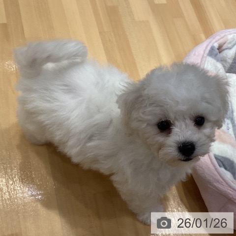 埼玉県のビションフリーゼ (ペットプラス 与野店/2025年10月30日生まれ/女の子/ホワイト)の子犬の3枚目の画像