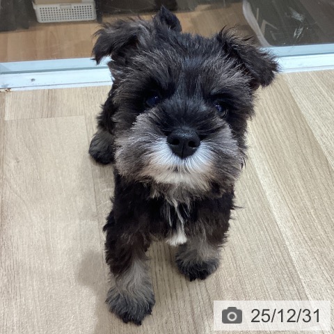 埼玉県のミニチュアシュナウザー (ペットプラス ピオニウォーク東松山店/2025年10月23日生まれ/男の子/ソルトペッパー)の子犬の3枚目の画像