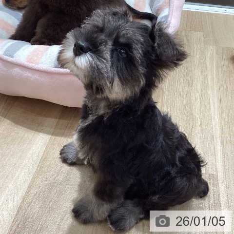 埼玉県のミニチュアシュナウザー (ペットプラス ピオニウォーク東松山店/2025年10月23日生まれ/男の子/ソルトペッパー)の子犬の3枚目の画像