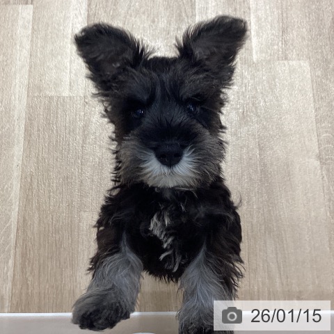 埼玉県のミニチュアシュナウザー (ペットプラス ピオニウォーク東松山店/2025年10月23日生まれ/男の子/ソルトペッパー)の子犬の3枚目の画像