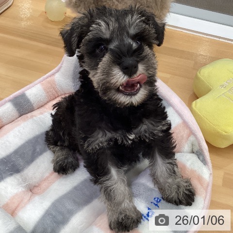 長野県のミニチュアシュナウザー (ペットプラス 松本店/2025年10月30日生まれ/男の子/ソルトペッパー)の子犬の4枚目の画像