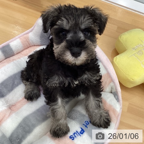 長野県のミニチュアシュナウザー (ペットプラス 松本店/2025年10月30日生まれ/男の子/ソルトペッパー)の子犬の3枚目の画像