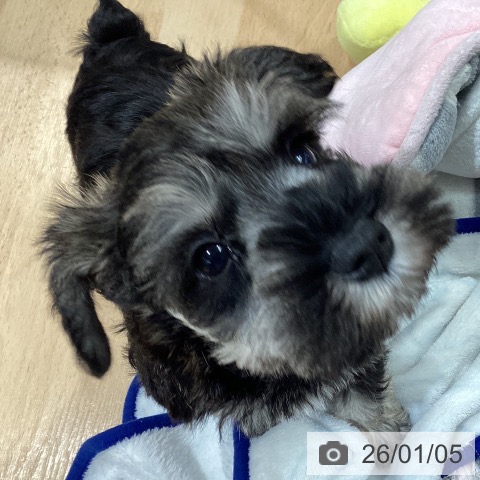 埼玉県のミニチュアシュナウザー (ペットプラス 羽生店/2025年10月30日生まれ/女の子/ソルトペッパー)の子犬の4枚目の画像