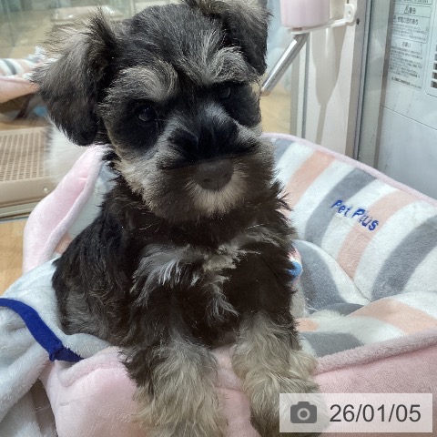 埼玉県のミニチュアシュナウザー (ペットプラス 羽生店/2025年10月30日生まれ/女の子/ソルトペッパー)の子犬の3枚目の画像