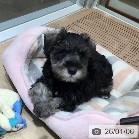 東京都のミニチュアシュナウザー (ペットプラス むさし村山店/2025年10月30日生まれ/女の子/ソルトペッパー)の子犬の3枚目の画像