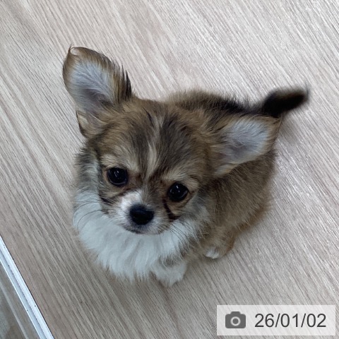 埼玉県のチワワ(ロング) (ペットプラス 上尾店/2025年10月30日生まれ/男の子/レッドホワイト)の子犬の3枚目の画像