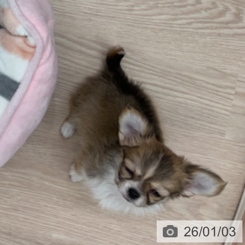 埼玉県のチワワ(ロング) (ペットプラス 上尾店/2025年10月30日生まれ/男の子/レッドホワイト)の子犬の4枚目の画像