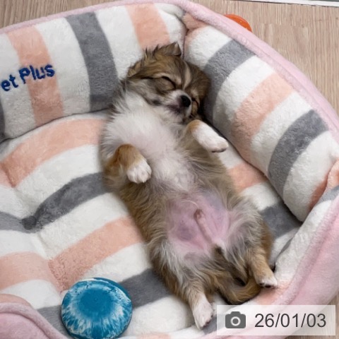 埼玉県のチワワ(ロング) (ペットプラス 上尾店/2025年10月30日生まれ/男の子/レッドホワイト)の子犬の3枚目の画像