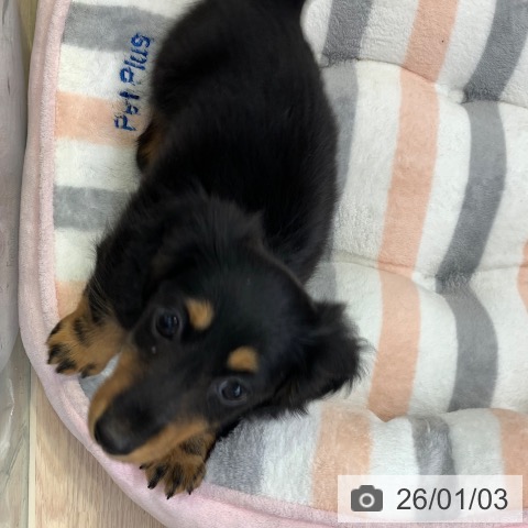 千葉県のミニチュアダックスフンド(ロング) (ペットプラス 幕張新都心店/2025年10月31日生まれ/女の子/ブラックタン)の子犬の4枚目の画像